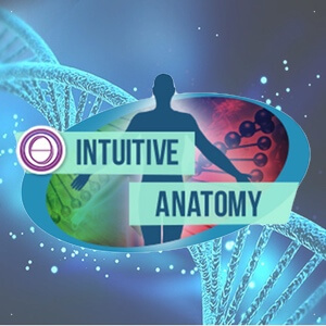 Intuitive Anatomy-Icon