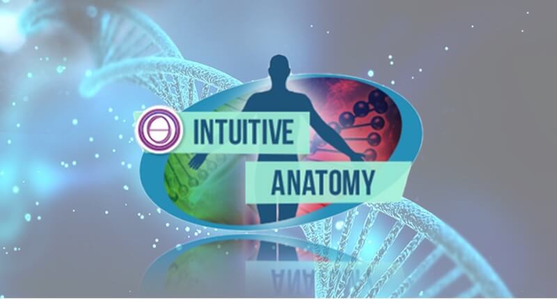 Intuitive Anatomy-Event