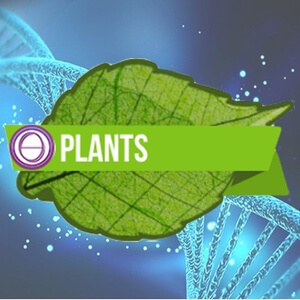 Plant Seminar-Icon